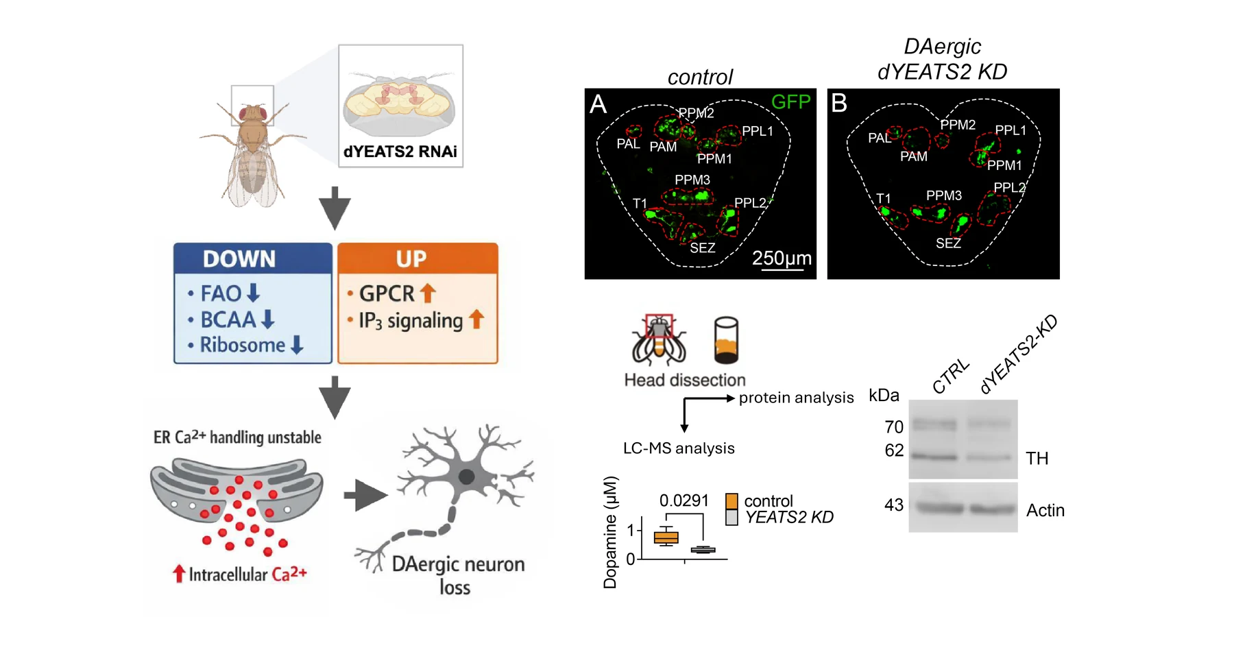 Neuronal Resilience, Brain Aging and Neurodegeneration