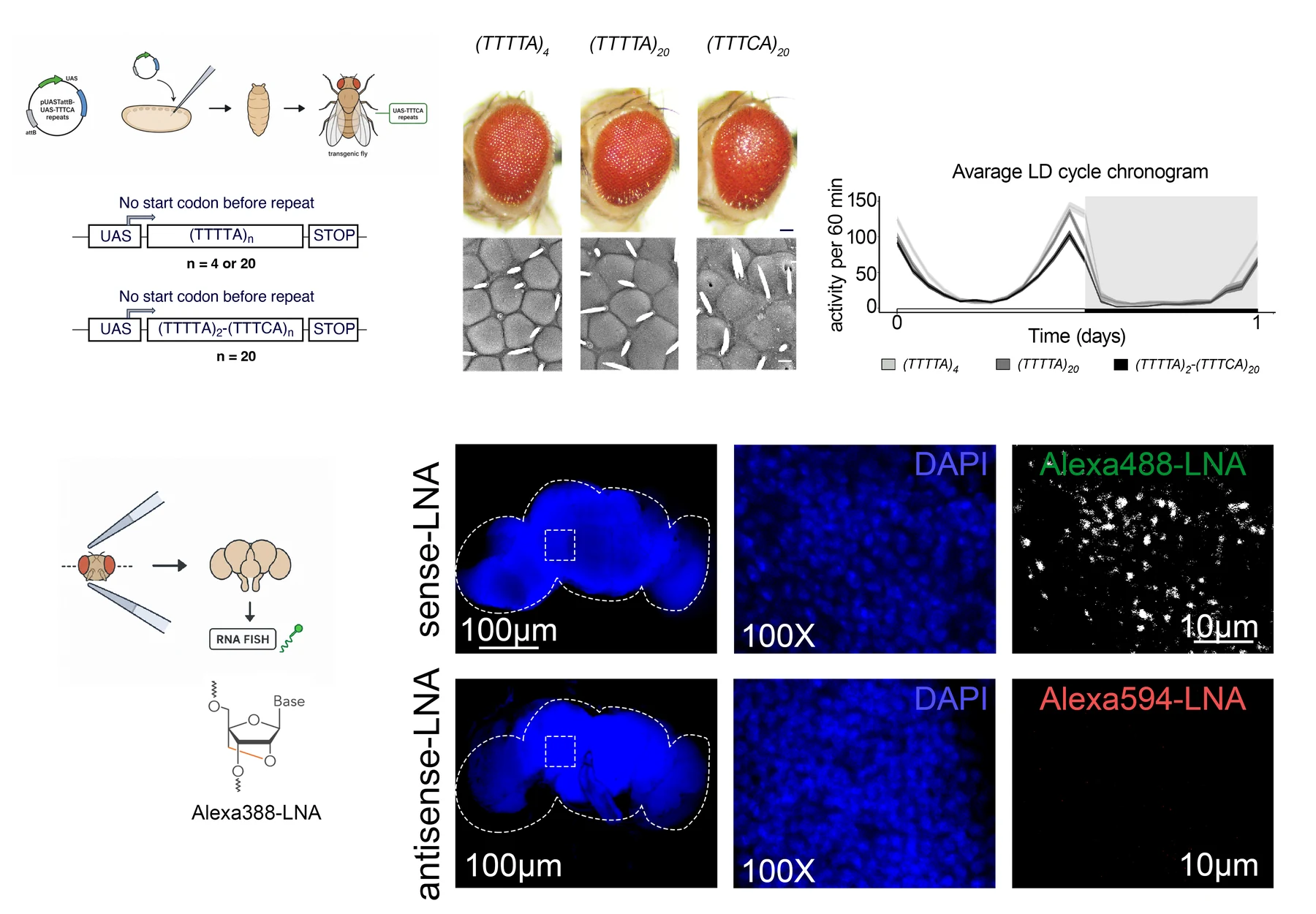 Rare Diseases and Functional Genomics